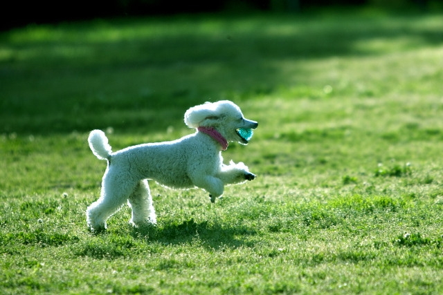 犬が狭い場所を好むのはなぜ？暗くても大丈夫？