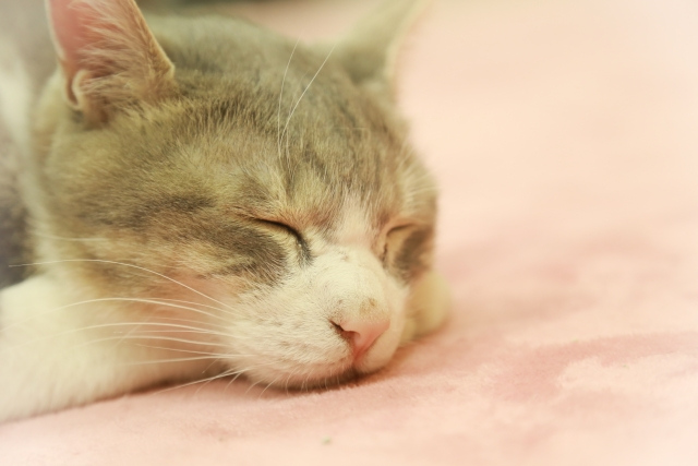 猫の一般的な睡眠時間 
